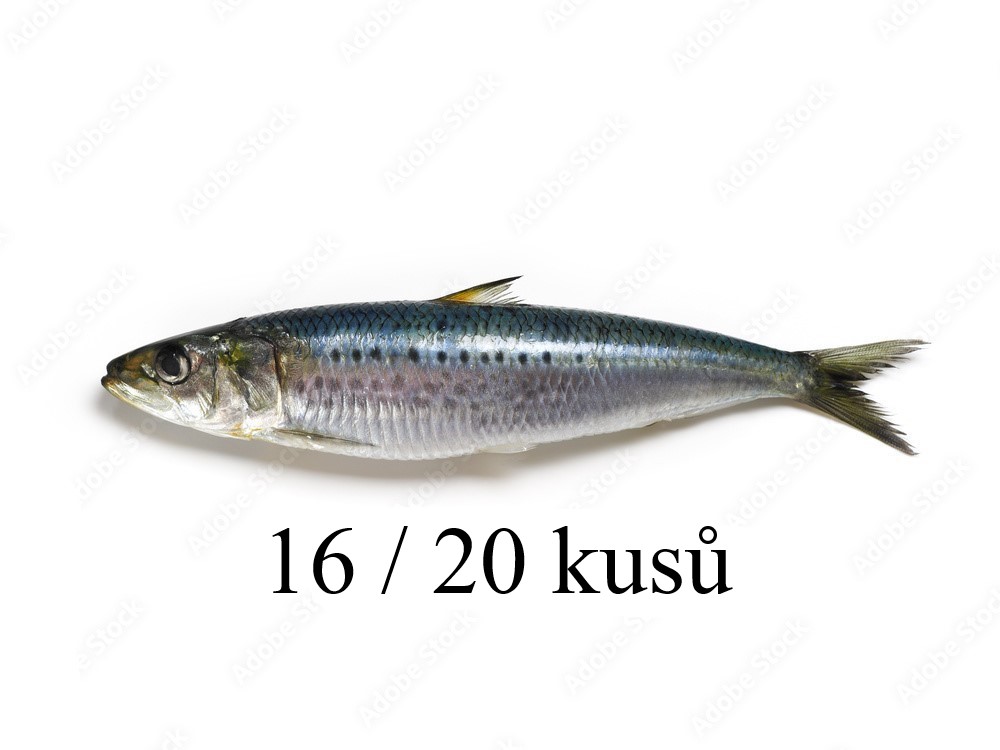 SARDINE_02cz.jpg